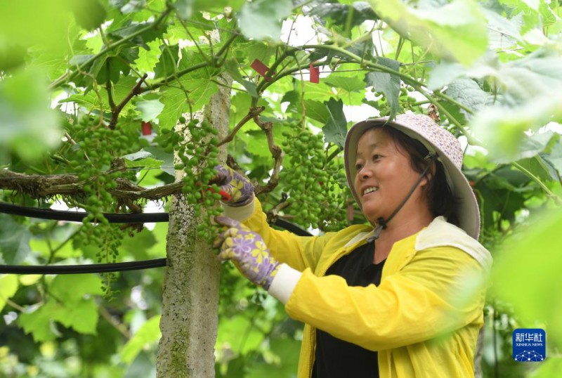 5月6日，在廣西東蘭縣武篆鎮(zhèn)東里村葡萄園，村民在管護(hù)葡萄。