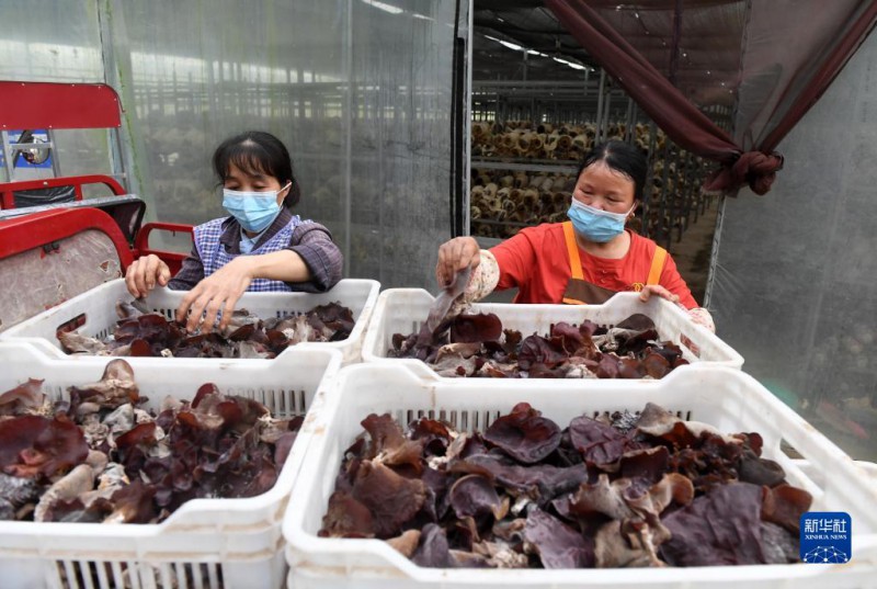 5月6日，在廣西東蘭貴隆生態(tài)農(nóng)業(yè)科技有限公司食用菌產(chǎn)業(yè)園，工人分揀剛采摘的食用菌。