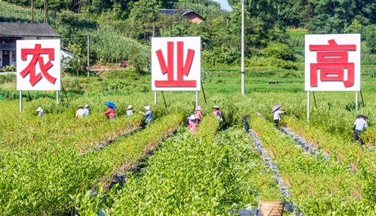 南川區大觀鎮鐵橋村村民在藍莓產業示范基地為藍莓修枝