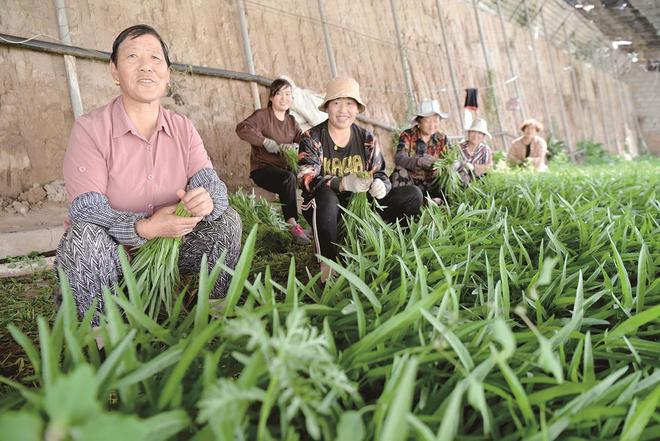 7月5日，在青海惠田農(nóng)業(yè)種植基地內(nèi)，農(nóng)戶收割蔬菜。攝影：鄧建青