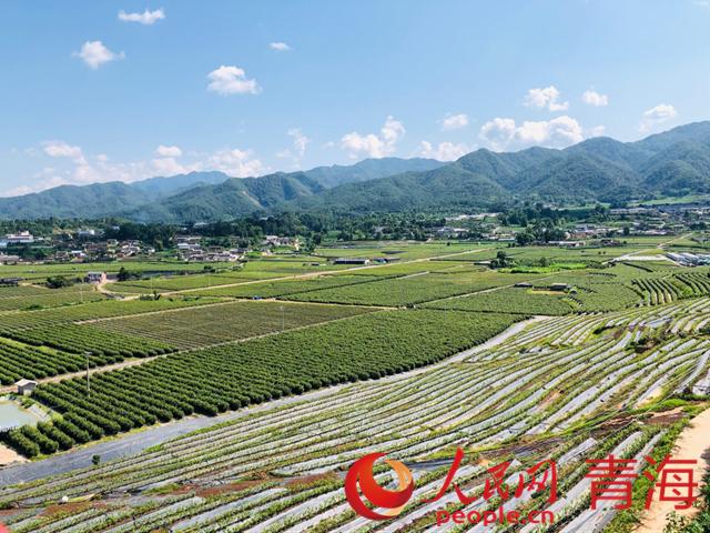 遠眺藍莓基地。人民網 劉沛然攝